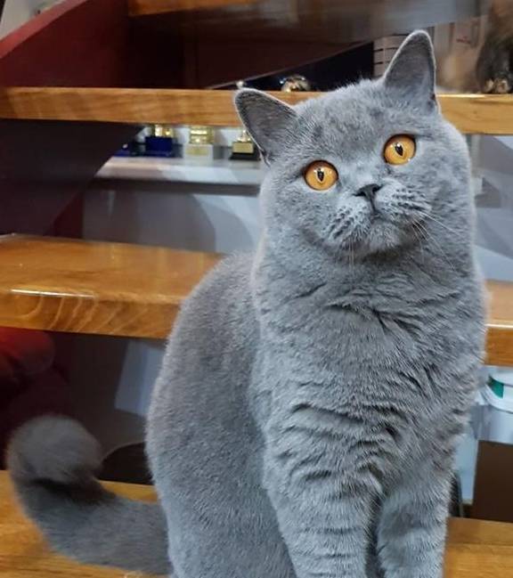 华为手机英国多少钱
:老年人适合养的猫，英国短毛猫多少钱一只，宠物小知识分享
