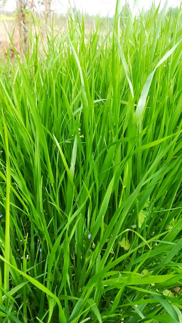 青青草手机公开免费版的简单介绍